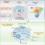 KAIST, 선천면역-적응면역 경계에서 작동하는 새로운 면역세포 발견