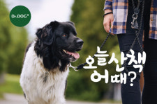 닥터독, 반려견 관절 건강 위해 ‘강아지 산책 챌린지’ 시행