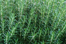 로즈마리 추출물, 피부 상처 치유하고 흉터 제거 효과