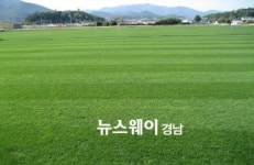 보물섬 남해잔디 인기