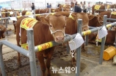 고흥한우, 전국 최고 경락가 기록