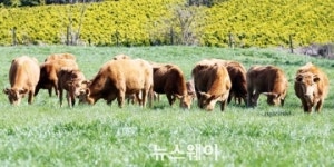 함평군, 3년 연속 녹색축산시책 종합 평가 대상 수상