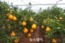 고흥 명품 황금알 하나봉 수확 분주