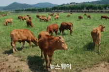고흥한우, 축산물 등급 전국 최고 품질 등극