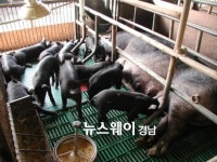 산청흑돼지 사육농장 인증제 추진