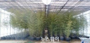 담양군, 2015담양세계대나무박람회, 준비 박차