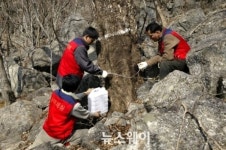 광양 백운산 고로쇠 수액, 오는 2월부터 본격 채취