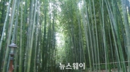 설날 담양 구경 오세요…죽녹원 등 관광지 무료개방