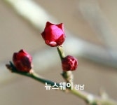 하동공원에 ‘봄의 전령’ 홍매화 얼굴 내밀어