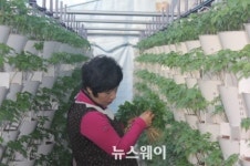 장성 인삼쌈채 출하 인기