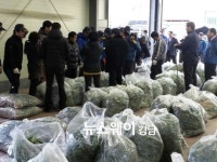 고성 하일면 취나물 산지공판장 개장