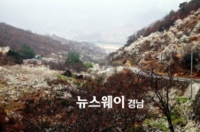 하동 일원 매화 만개 ‘장관’