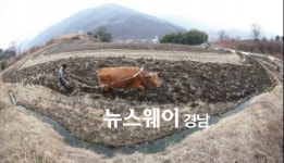 [NW포토]봄농사 시작..황소의 쟁기질