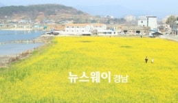 남산오토패미리 | [NW포토]흐드러진 고성읍 유채꽃밭