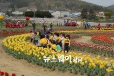 통영시 농업기술센터 튤립 꽃밭 개장