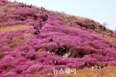 여수 영취산진달래축제 관광객 12만명 인산인해
