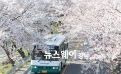 [NW포토]꽃망울 터트린 함양 백전 50리 벚꽃길