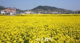 [NW포토]법성포 뉴타운 유채꽃 만발