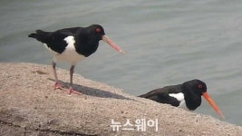 순천만 천연기념물 326호 검은머리물떼새 번식지 최초 확인