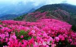 장수군 ‘봉화산’ 연분홍 철쭉단지 대대적 정비