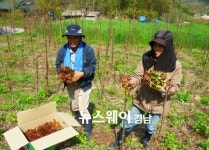 하동군 고전면 참죽 새순 본격 출하