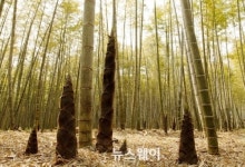 [NW포토]봄비에 고개 내민 ‘죽순’