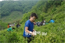 하동 화개초왕성분교, 녹차 체험 행사