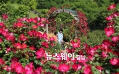 산청 장미농원이 펼치는 꽃 향연