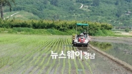하동군 악양면 평사리들판 첫 모내기