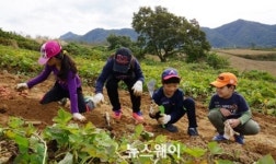 진안 마령 “호박고구마 밭 농장주가 되세요~”