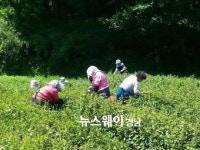 [하동 야생차 투어 연우제다 귀농일기] 처음 찻잎 따는 날