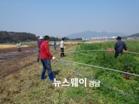 사천시, 농번기 농촌일손돕기에 구슬땀