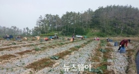 바쁜 농사철, 들녘으로 간 해남교육청
