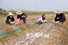 부산 경성대, 남해군서 농촌 일손 도와