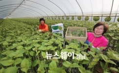 [NW포토]지리산 산청깻잎 수확