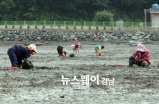 하동 금남 구노량마을 갯벌에 제철 맞은 쏙 잡는 재미 쏠쏠