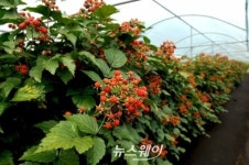 백운산토종복분자, 7월초 본격 출하