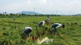 육군 제31사단 7391부대, 벼 세우기 대민지원 구슬땀