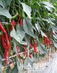 고창 ‘황토배기 해풍고추’ 수도권 백화점 납품 ‘눈길’