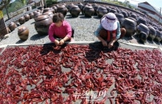 [NW포토]내리쬐는 가을볕 고추 말리는 아낙들
