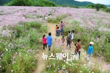 진주 진양호 청정 대평 코스모스 축제