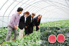 ‘정읍 단풍미인 씨 없는 수박’ 일본 첫 수출