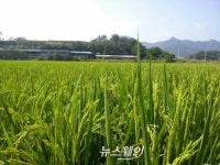 고흥 동강 죽암농장, 2기작 재배 벼 알찬 결실