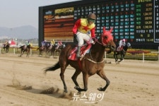 한국장애인단체총연맹마사회남단예상지판매소 | 절름발이 경주마 ‘루나’ 장애인 선수 희망의 다리 된다