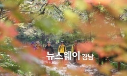 [NW포토]단풍으로 물든 함양 천년의 숲