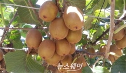 골드키위 ‘해금’ 대한민국우수품종상 대통령상