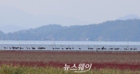 순천만 흑두루미 국제 심포지엄 개최