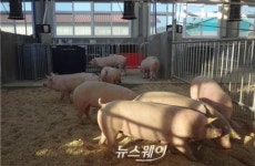 전남 축산연구소, 전국 지자체 첫 동물복지 양돈농장 인증
