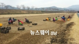 하동군, 송림∼신기리 산책로 일원 튤립단지 조성