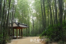 담양군, 설날 죽녹원 메타세쿼이아길 소쇄원 무료개방